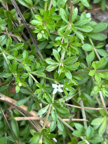 Heath Bedstraw