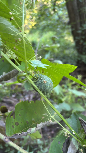prickly cucumber