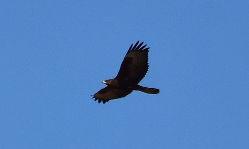 European Honey-buzzard