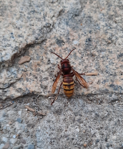 European Hornet