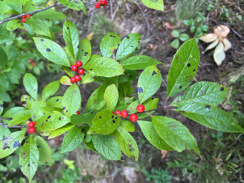 winterberry holly
