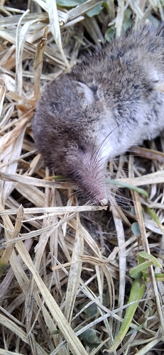 Common Shrew