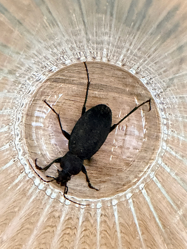Leather Beetle