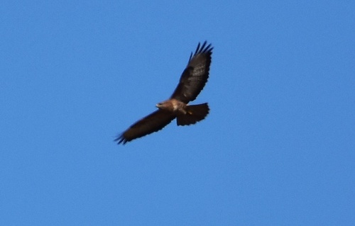 Common Buzzard