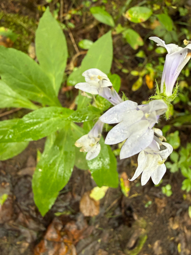 great blue lobelia