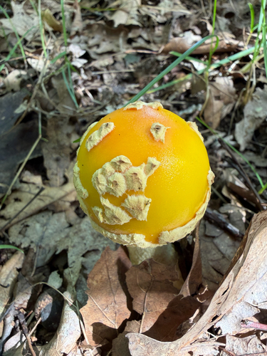 American Fly Agaric
