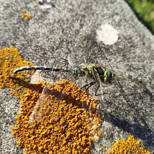 Southern Hawker