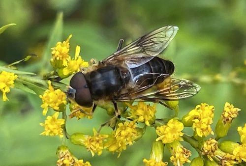 Tapered Drone Fly
