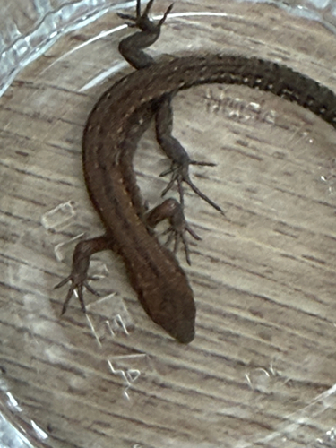 Viviparous Lizard