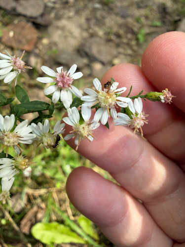 calico aster