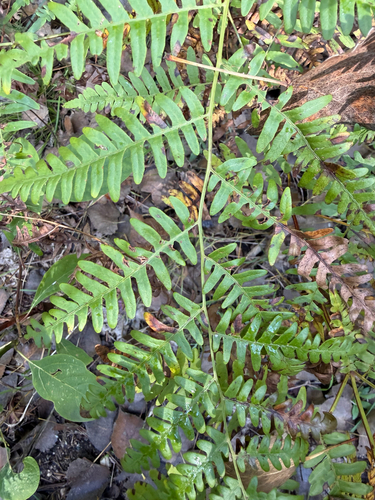 common bracken