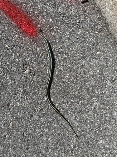 Common Garter Snake