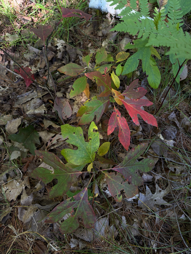 sassafras