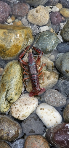 Red Swamp Crayfish