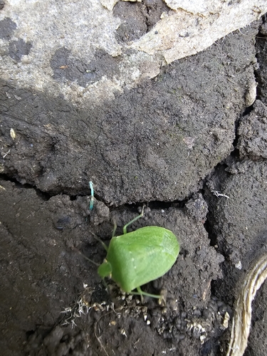 Southern Green Stink Bug