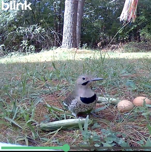 Northern Flicker