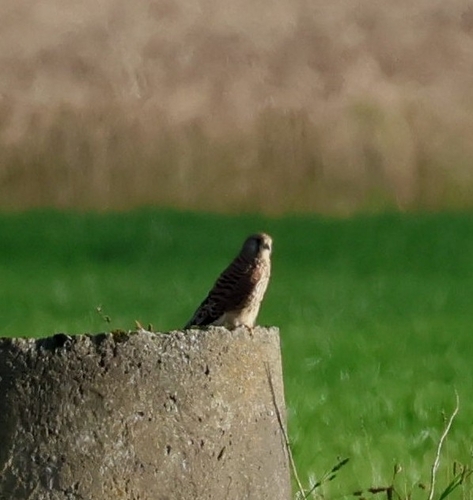 Eurasian Kestrel