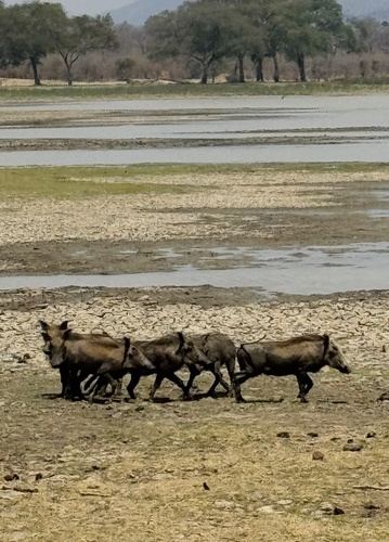 Common Warthog
