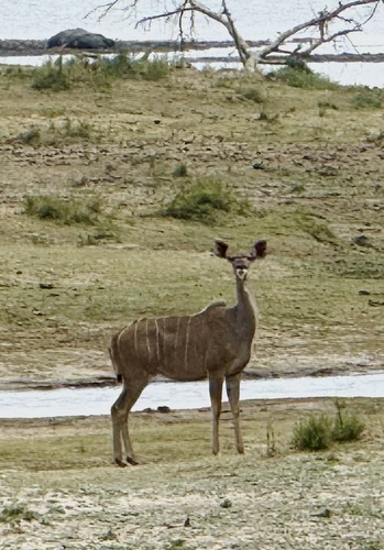 Greater Kudu
