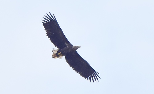 White-tailed Eagle