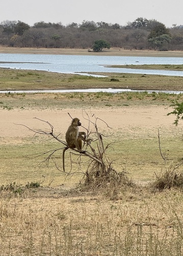 Yellow Baboon