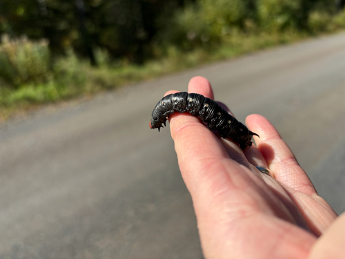 Bedstraw Hawkmoth