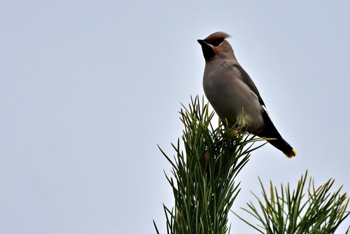 Bohemian Waxwing