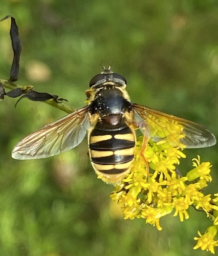 Yellow-barred Peat Hover Fly