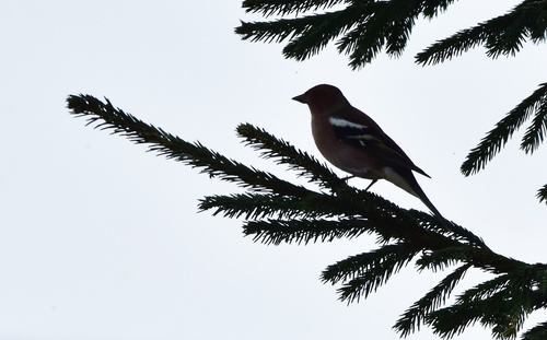 Common Chaffinch