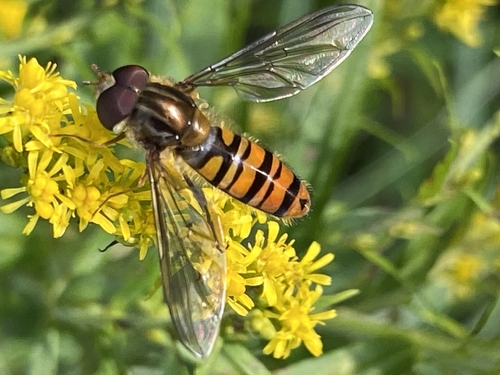 Marmalade Hover Fly