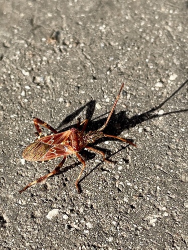 Western Conifer Seed Bug
