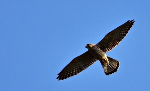 Eurasian Kestrel
