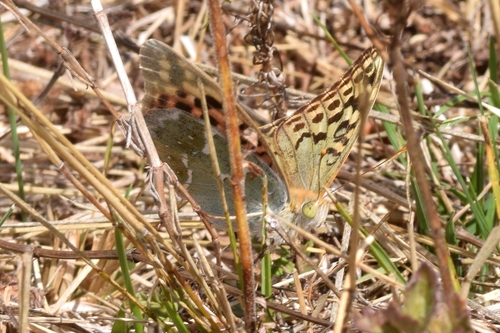 Cardinal Butterfly