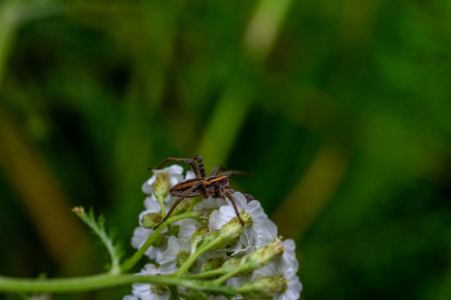 European Nursery Web spider