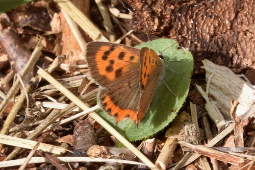 Small Copper