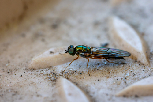 Twin-Spot Centurion Fly