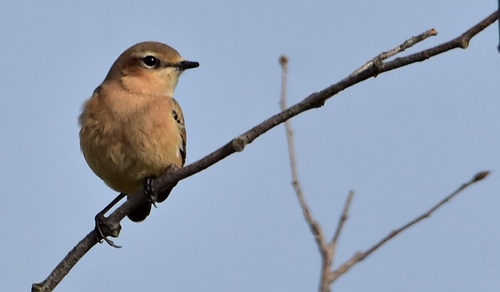 Northern Wheatear