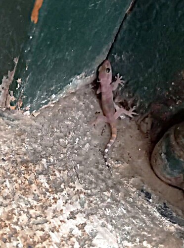 Mediterranean House Gecko