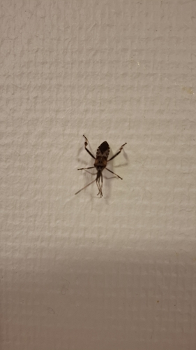 Western Conifer Seed Bug