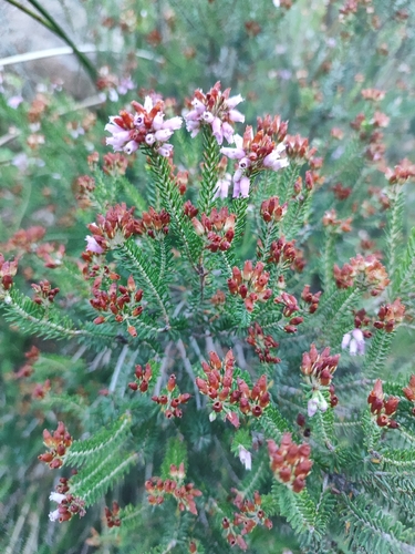 Corsican Heath