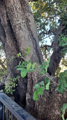 carob tree