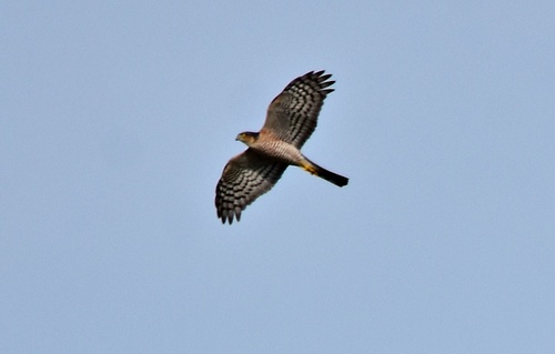 Eurasian Sparrowhawk