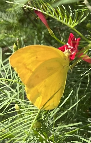 Large Orange Sulphur