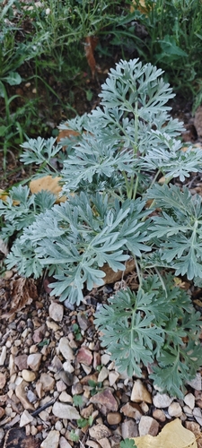 absinthe wormwood