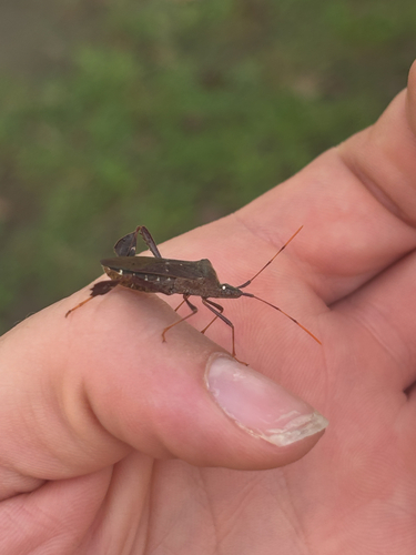 Leptoglossus oppositus