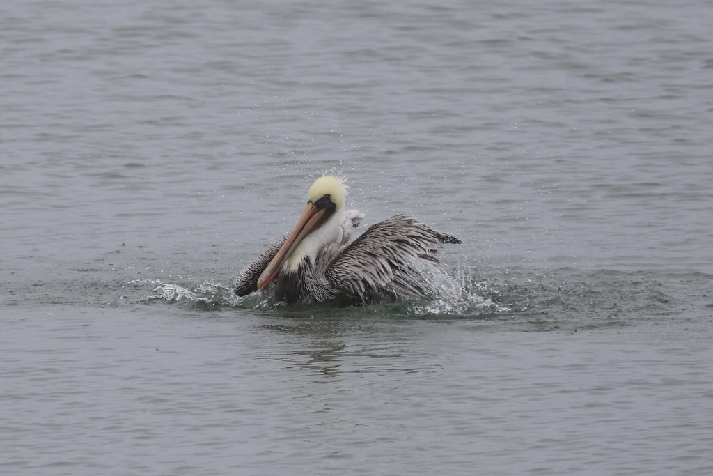 California Brown Pelican