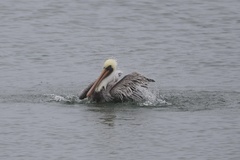 California Brown Pelican