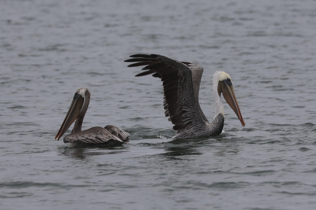 California Brown Pelican