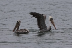 California Brown Pelican