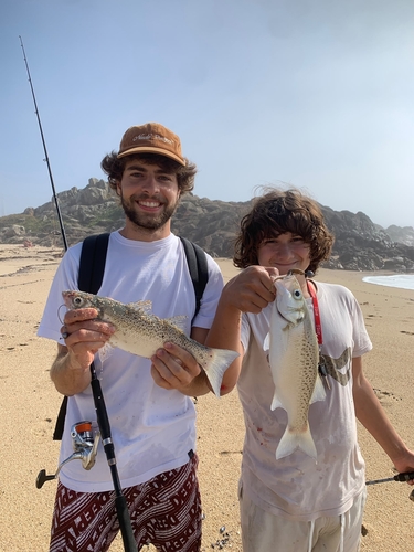Spotted Seabass